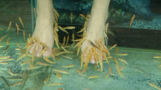 Fish foot spa