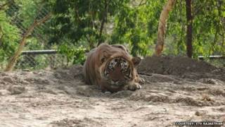 ustad