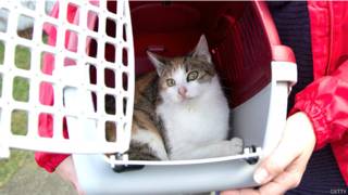 Gato en una caja