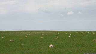 Saiga