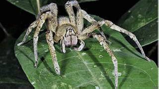 Aranha-armadeira