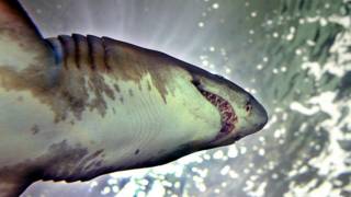 tiburón