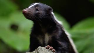 Zorrillo