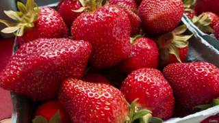 fresas