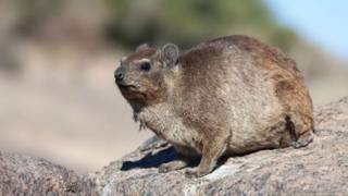 Hyrax