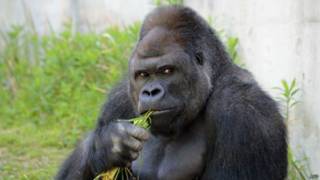 Shabani