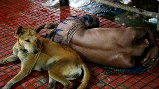 india dog