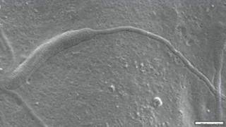 Biology Letters