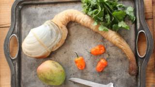 Molusco "geoduck"