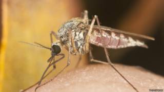 La malaria es provocada por la picadura de un mosquito.