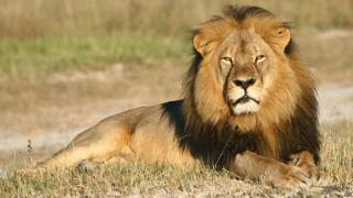 Cecil, el león