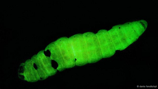 Larva de traça morta infectada por Photorhabdus (Foto: Dante Fenolio?SPL)
