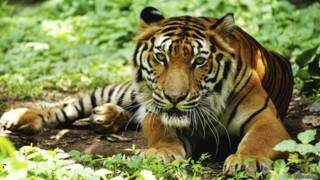 Tigre-de-bengala (Foto: Thinkstock)