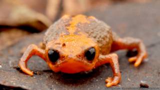Brachycephalus quiririensis (Luiz Fernando Ribeiro/Fundação Grupo Boticário)