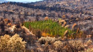 Parcela experimental de cipreses afectada por el incendio de Andilla en 2012