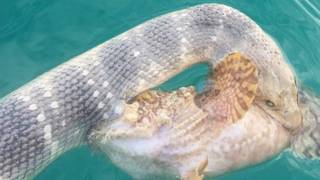 Pez y serpiente en plena batalla