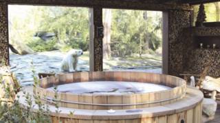 Zoo francês oferece suítes de luxo para 'acordar' com tigres, ursos e lobos