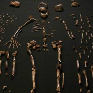 Homo naledi