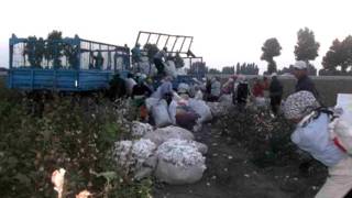 Paxta asosan ixtiyoriy-majburiy mehnat evaziga terib olinishi aytiladi