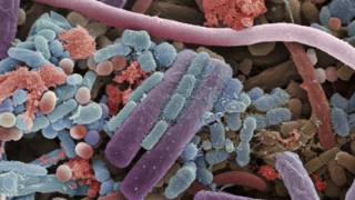 Microbiota de la boca humana. Cortesía del museo Micropia, Photo ANP.