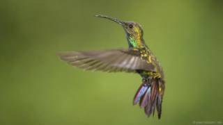 kolibri