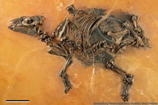 Eurohippus messelensis