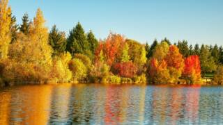 Árboles en otoño