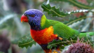 Loro