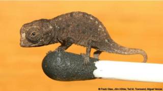 El camaleón Brookesia