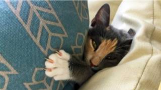 cat2