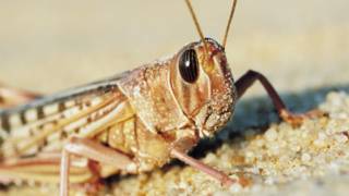 Langosta