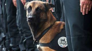 Diesel