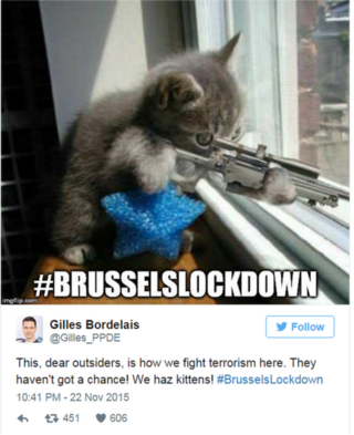 brussel cat tweet