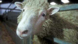 dolly