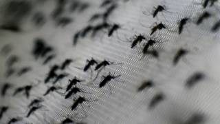 Mosquitos