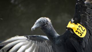 Gallinazo abriendo las alas