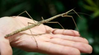 Insecto palo
