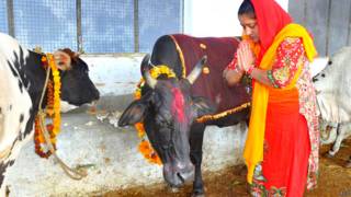 गाय