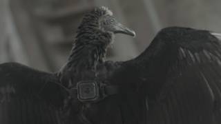Foto: Gallinazo Avisa