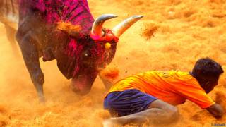 जल्लीकट्टू
