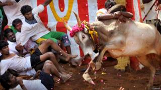 जल्लीकट्टू