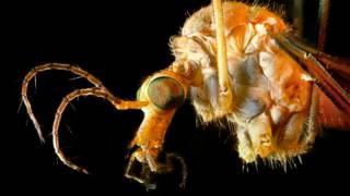 Aede Aegypti