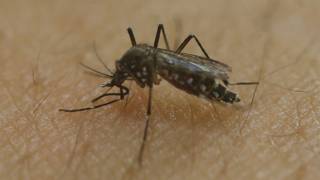 Mosquito