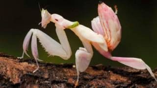 Mantis orquídea