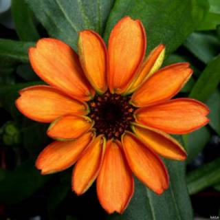 Zinnia