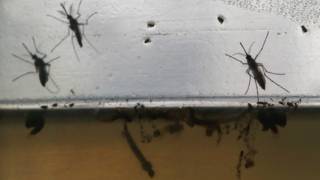 Emergencia zika