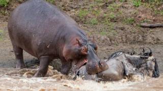 Hipopótamo se alimenta de gnu (Crédito: Denis-huot / naturepl.com)