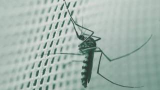 virus_zika_