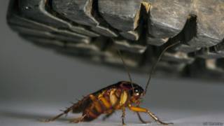 Cucaracha