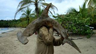 Tiburón martillo pescado en Costa Rica